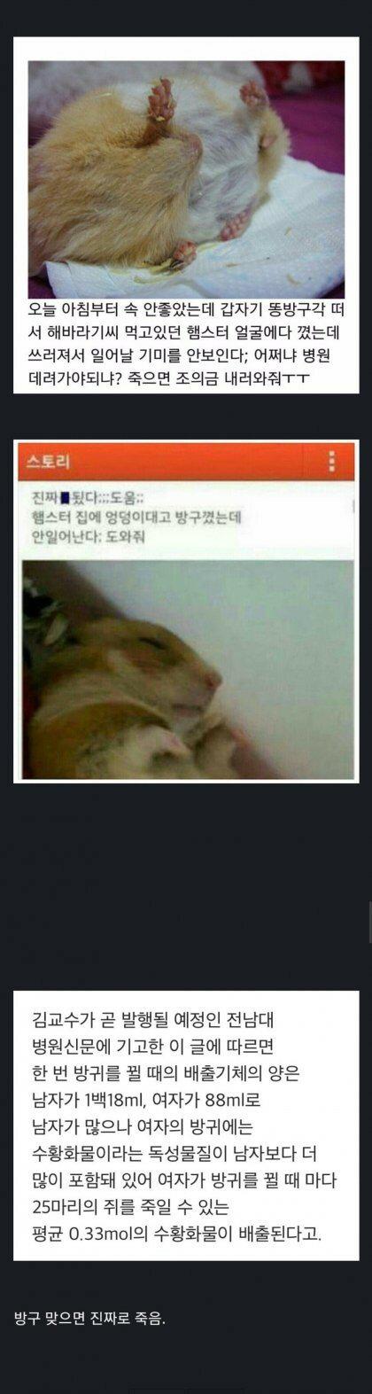 햄스터한테 방귀끼면 안되는이유.jpg