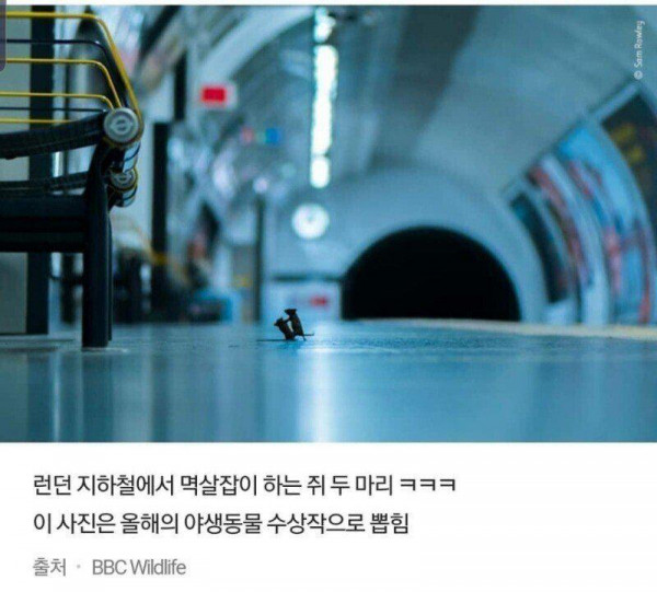 도시 쥐 이새끼야.. 도시는 지상 낙원이라며