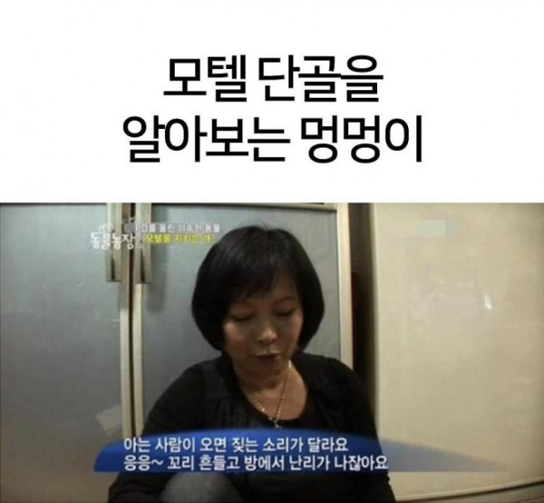 모텔 단골을 알아보는 강아지