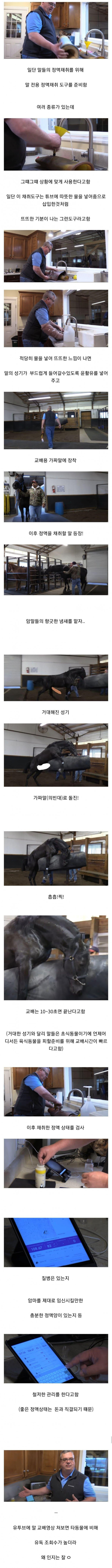 말 정액 채취하는 방법